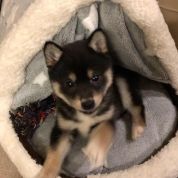 だいふく