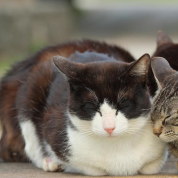 うづき